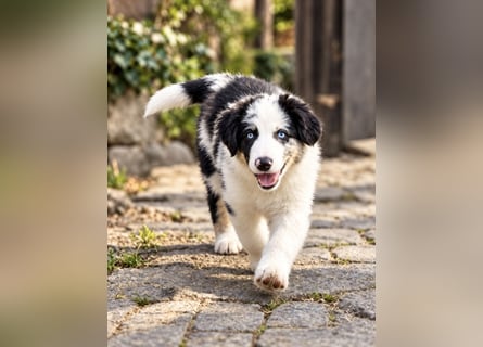 Miniature Australian Shepherd Welpen mit Papieren