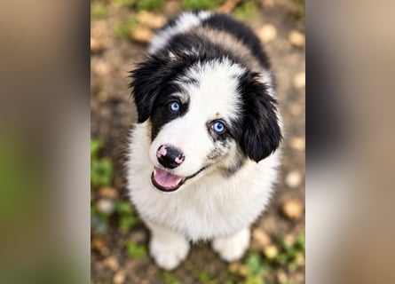 Miniature Australian Shepherd Welpen mit Papieren