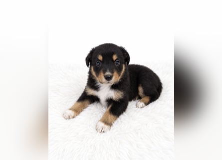 Unsere wunderschönen Miniature Australian Shepherd Welpen machen sich bereits jetzt auf die Suche na