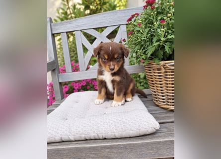 Mini Miniature Australian Shepherd Welpen mit Papieren