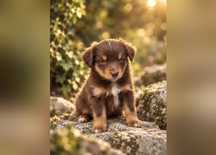 Mini Miniature Australian Shepherd Welpen mit Papieren