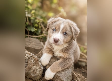 Miniature Australian Shepherd Welpen mit Papieren