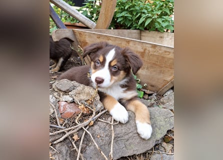 Unsere wunderschönen Miniature Australian Shepherd Welpen machen sich bereits jetzt auf die Suche na