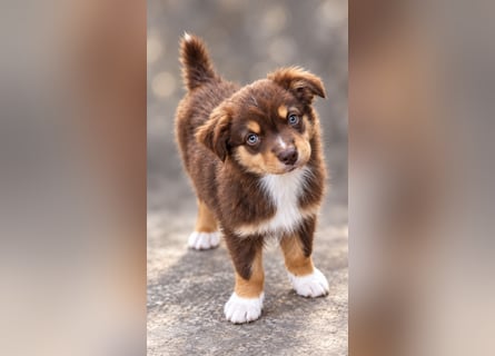 Mini Miniature Australian Shepherd Welpen mit Papieren