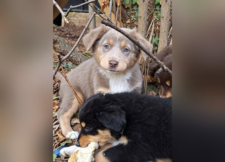 Unsere wunderschönen Miniature Australian Shepherd Welpen machen sich bereits jetzt auf die Suche na