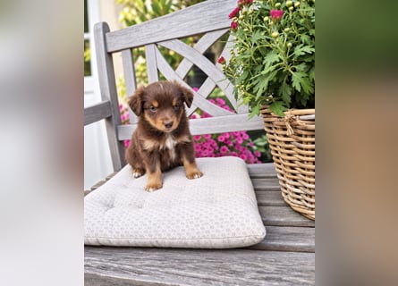 Mini Miniature Australian Shepherd Welpen mit Papieren