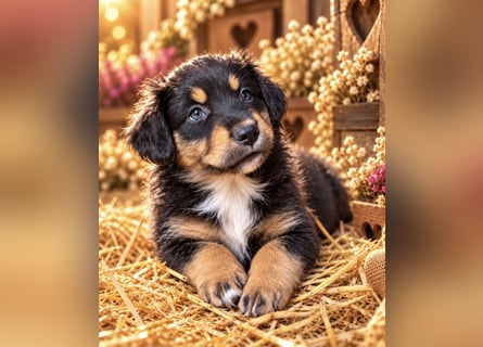 Unsere wunderschönen Miniature Australian Shepherd Welpen machen sich bereits jetzt auf die Suche na