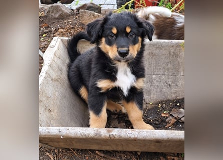 Unsere wunderschönen Miniature Australian Shepherd Welpen machen sich bereits jetzt auf die Suche na