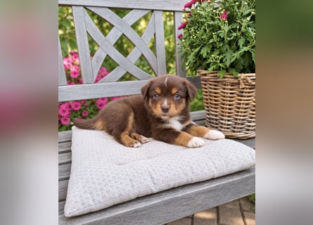 Mini Miniature Australian Shepherd Welpen mit Papieren