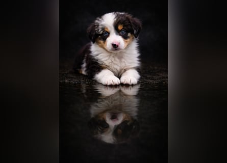 Miniature Australian Shepherd Welpen mit Papieren