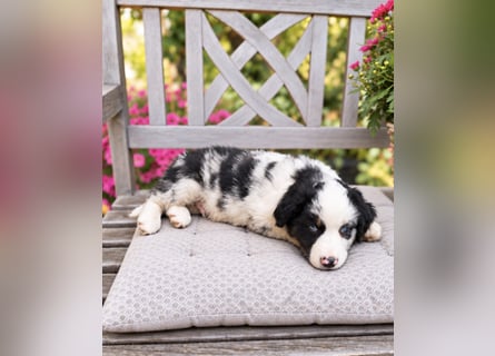 Miniature Australian Shepherd Welpen mit Papieren