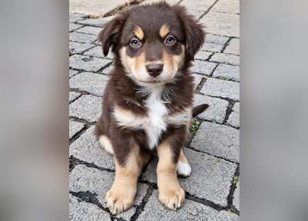 Unsere wunderschönen Miniature Australian Shepherd Welpen machen sich bereits jetzt auf die Suche na