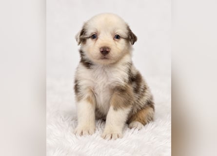 Unsere wunderschönen Miniature Australian Shepherd Welpen machen sich bereits jetzt auf die Suche na