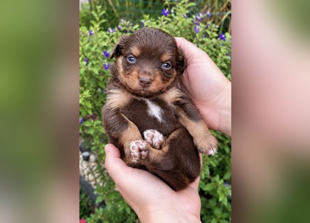 Mini Miniature Australian Shepherd Welpen mit Papieren
