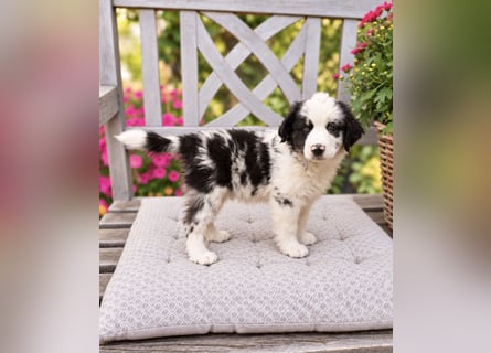 Miniature Australian Shepherd Welpen mit Papieren