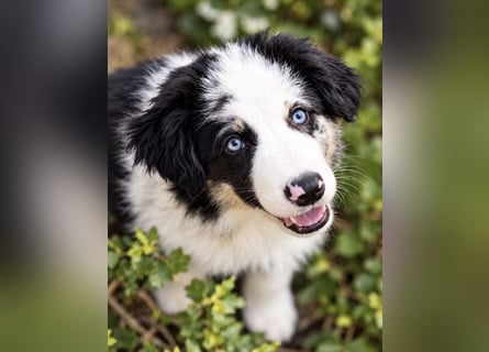 Miniature Australian Shepherd Welpen mit Papieren