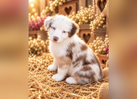 Unsere wunderschönen Miniature Australian Shepherd Welpen machen sich bereits jetzt auf die Suche na