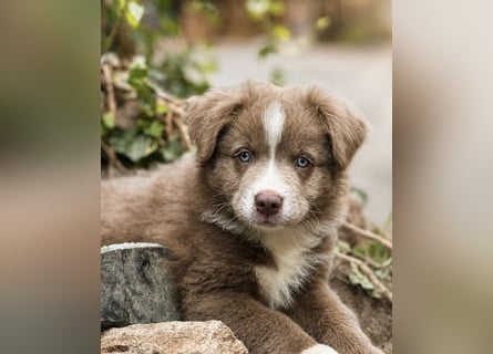 Miniature Australian Shepherd Welpen mit Papieren