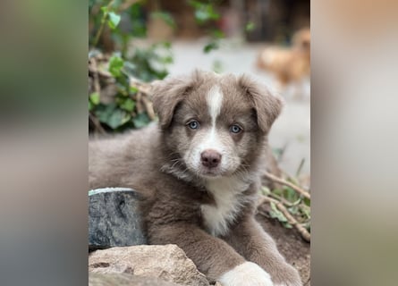Miniature Australian Shepherd Welpen mit Papieren