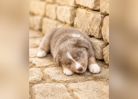Miniature Australian Shepherd Welpen mit Papieren