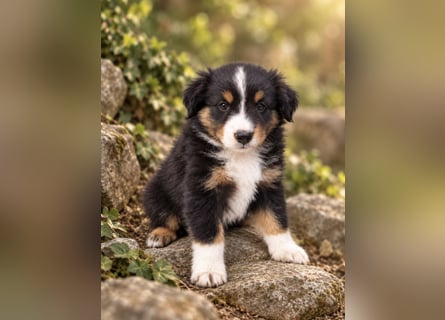 Mini Miniature Australian Shepherd Welpen mit Papieren