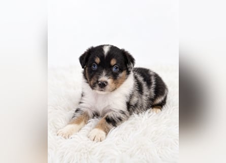 Unsere wunderschönen Miniature Australian Shepherd Welpen machen sich bereits jetzt auf die Suche na