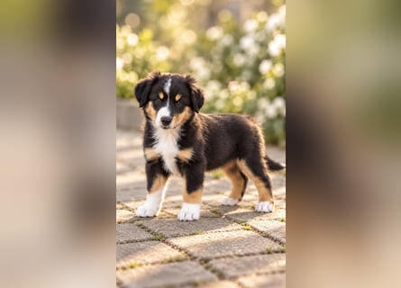 Mini Miniature Australian Shepherd Welpen mit Papieren