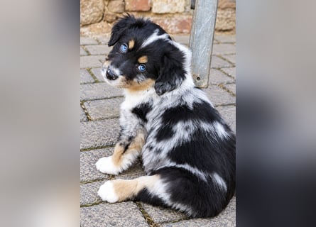 Unsere wunderschönen Miniature Australian Shepherd Welpen machen sich bereits jetzt auf die Suche na