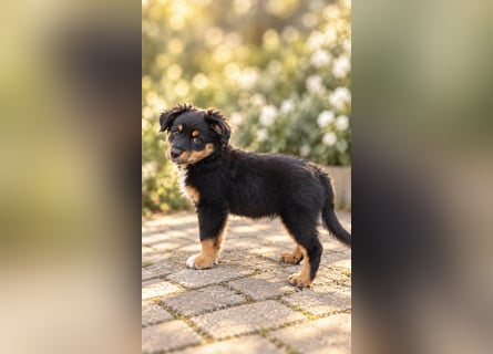 Mini Miniature Australian Shepherd Welpen mit Papieren