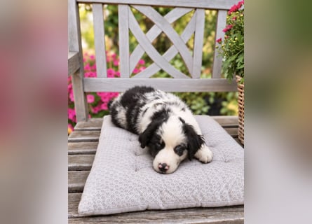 Miniature Australian Shepherd Welpen mit Papieren