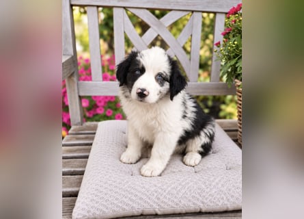 Miniature Australian Shepherd Welpen mit Papieren