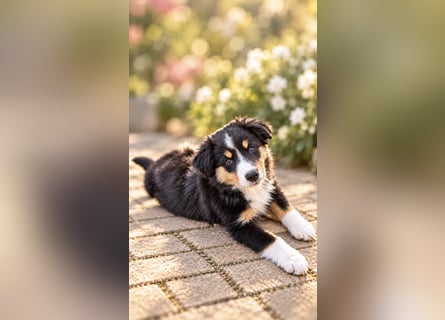 Mini Miniature Australian Shepherd Welpen mit Papieren