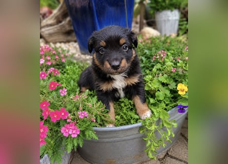 Mini Miniature Australian Shepherd Welpen mit Papieren