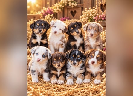 Unsere wunderschönen Miniature Australian Shepherd Welpen machen sich bereits jetzt auf die Suche na