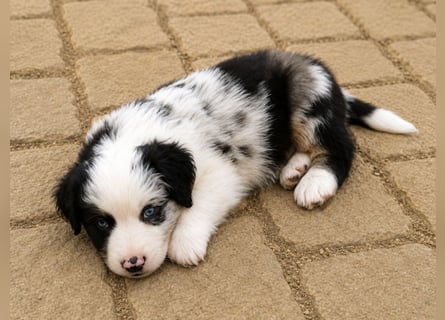 Miniature Australian Shepherd Welpen mit Papieren