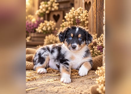 Unsere wunderschönen Miniature Australian Shepherd Welpen machen sich bereits jetzt auf die Suche na
