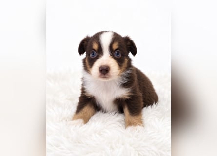 Unsere wunderschönen Miniature Australian Shepherd Welpen machen sich bereits jetzt auf die Suche na