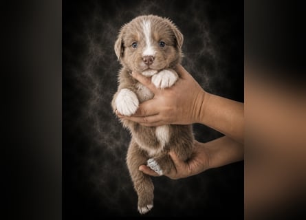 Miniature Australian Shepherd Welpen mit Papieren