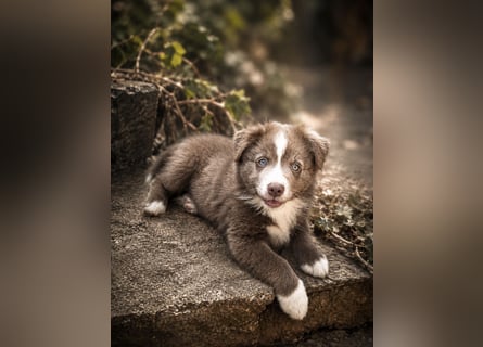 Miniature Australian Shepherd Welpen mit Papieren
