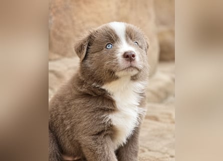 Miniature Australian Shepherd Welpen mit Papieren