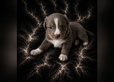 Miniature Australian Shepherd Welpen mit Papieren