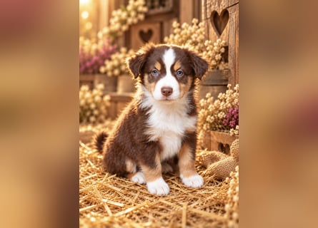 Unsere wunderschönen Miniature Australian Shepherd Welpen machen sich bereits jetzt auf die Suche na