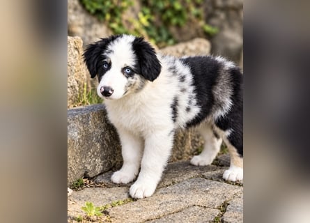 Miniature Australian Shepherd Welpen mit Papieren