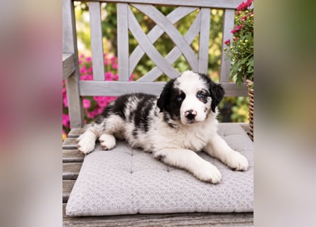 Miniature Australian Shepherd Welpen mit Papieren