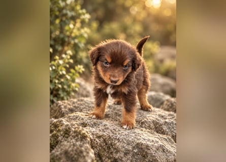 Mini Miniature Australian Shepherd Welpen mit Papieren