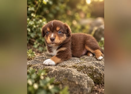 Mini Miniature Australian Shepherd Welpen mit Papieren
