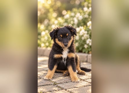 Mini Miniature Australian Shepherd Welpen mit Papieren