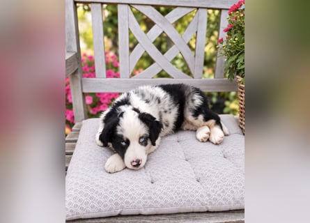 Miniature Australian Shepherd Welpen mit Papieren