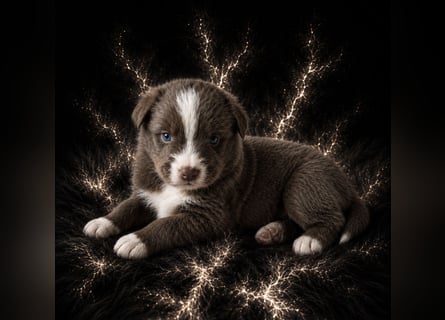 Miniature Australian Shepherd Welpen mit Papieren