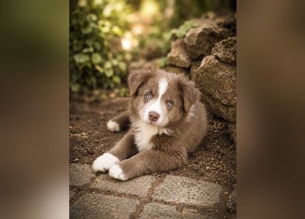 Miniature Australian Shepherd Welpen mit Papieren